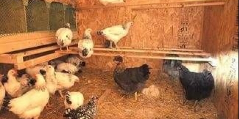 Kako opremiti kokošinjac